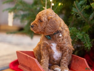 Mini Goldendoodle dogs Mini Goldendoodle Puppy 4 - Ad 34