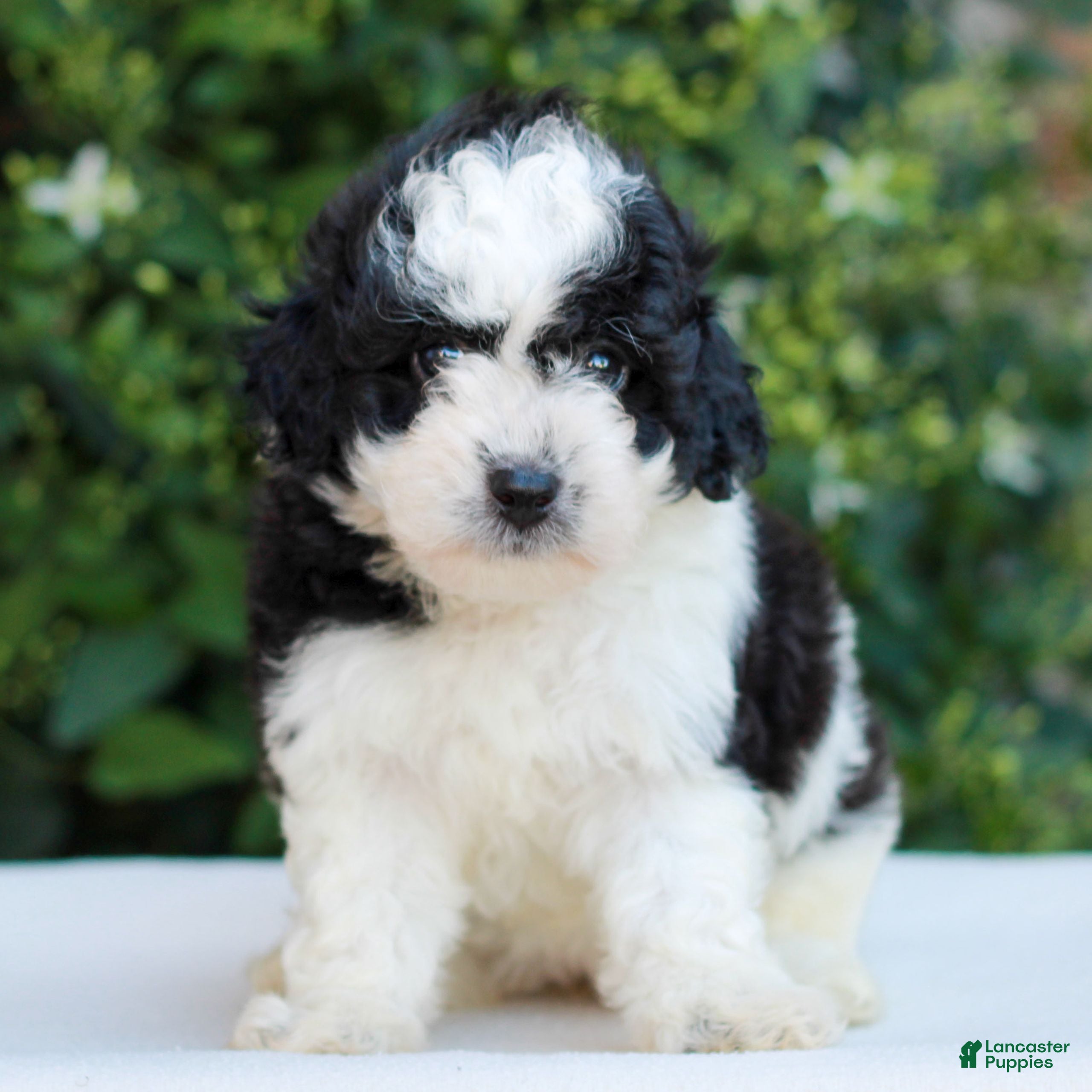 Havapoo dogs Remmie  - Ad 1