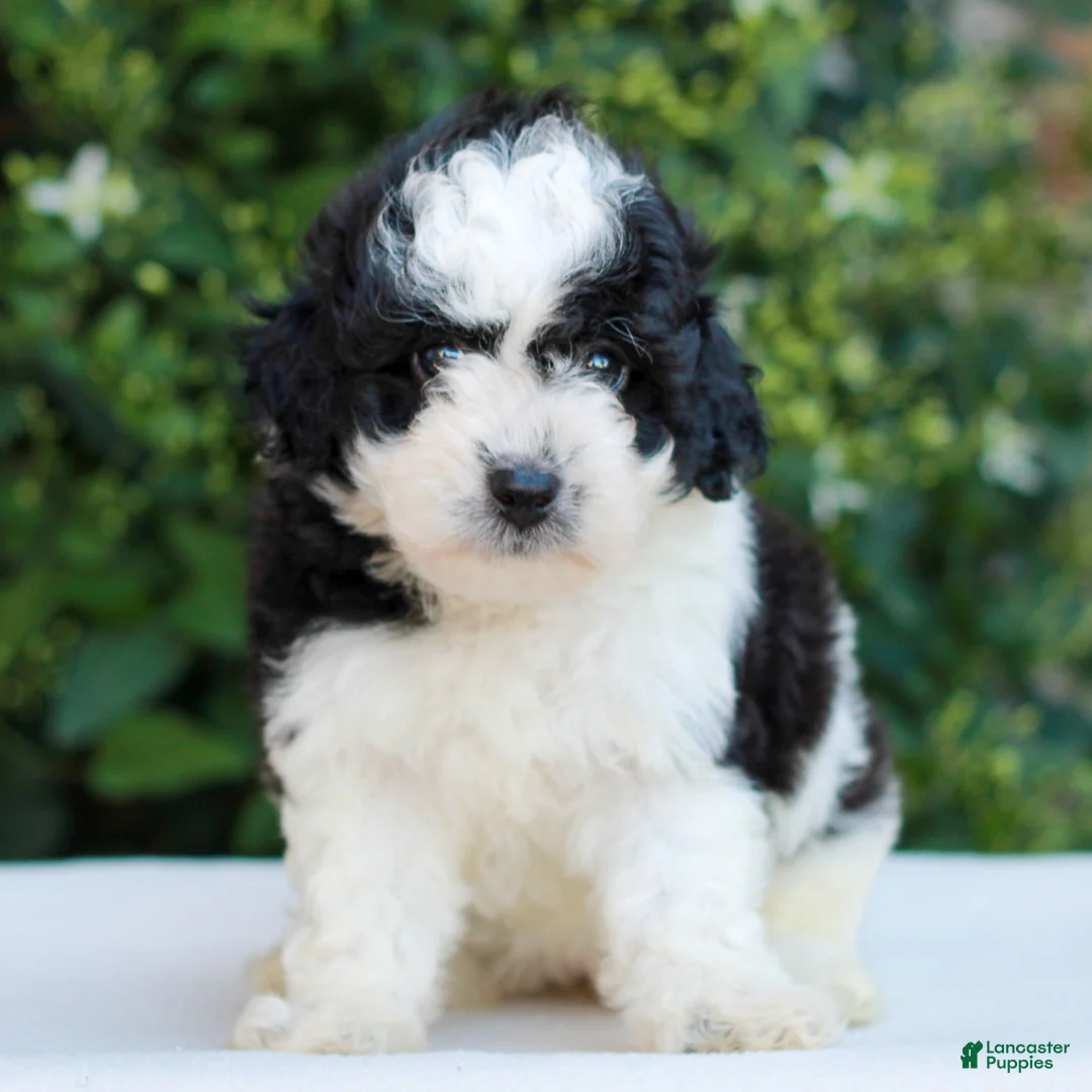 Havapoo dogs for sale: Remmie  - Ad 1