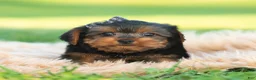 Yorkshire Terrier dogs for sale: Rowan - Ad 7