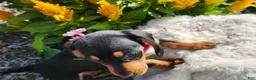 Miniature Dachshund dogs for sale: Zella - Ad 4