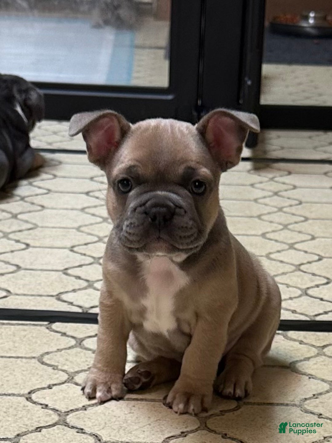French Bulldog dogs for sale: Hugo - Ad 1