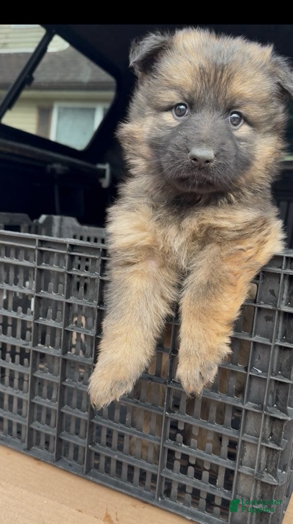 German Shepherd dogs THALIA - Ad 1