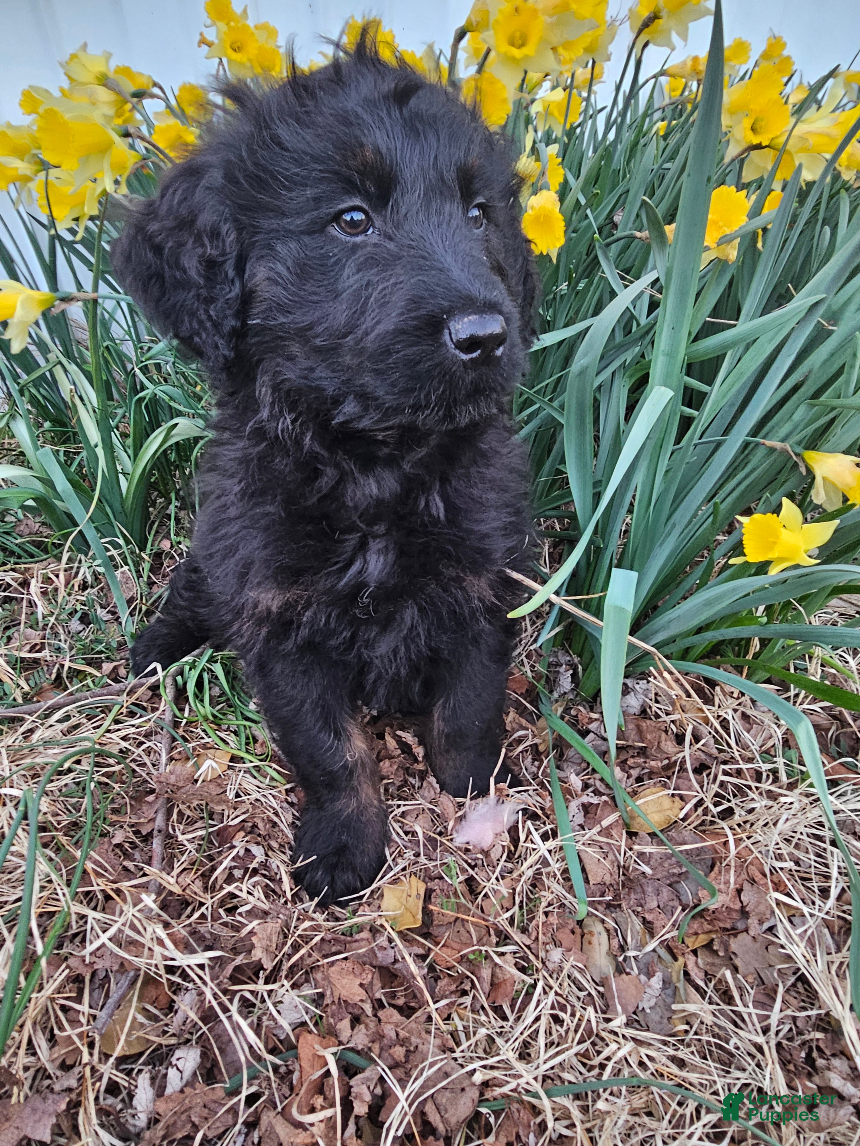 Mixed Breed dogs Briar. - Ad 2