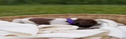 German Shorthaired Pointer dogs for sale: Brinley - Ad 3