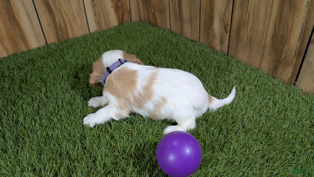 Cavalier King Charles Spaniel dogs for sale: Sally Girl 2 - Ad 5