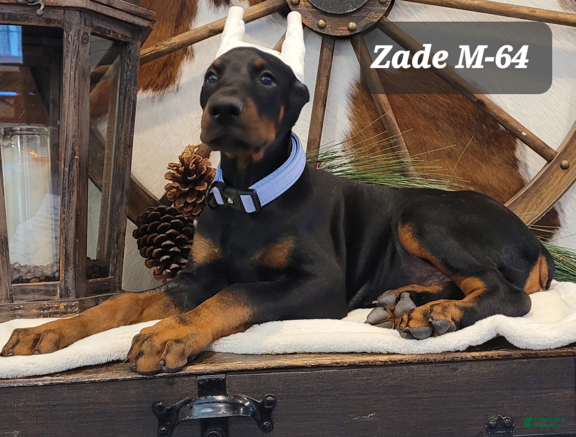 Doberman Pinscher dogs ZADE  - Ad 2
