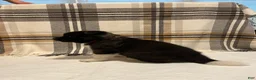 Akita dogs for sale: Akita  - Ad 7