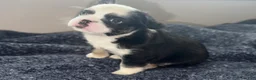 French Bulldog dogs for sale: Blu - Ad 6