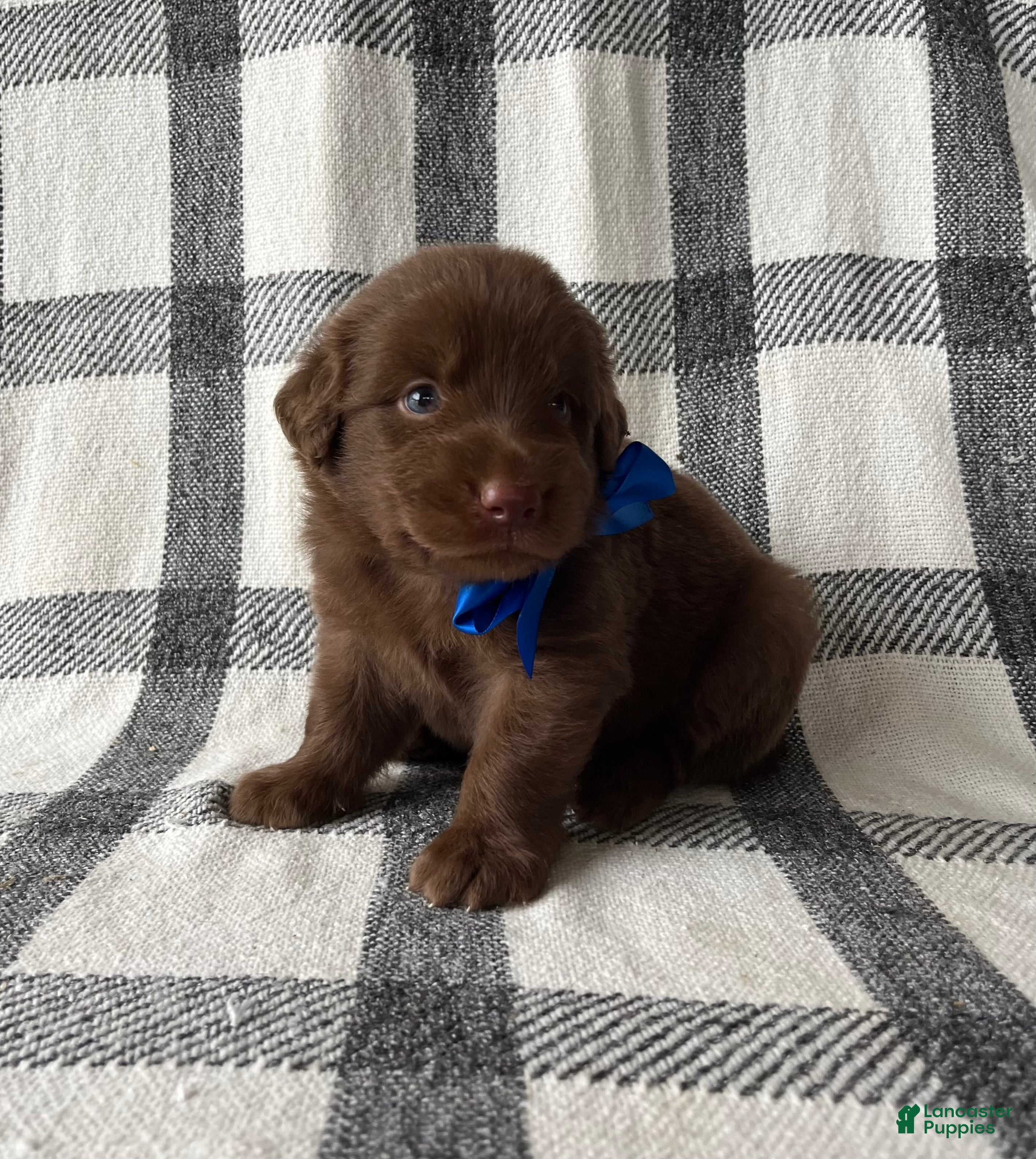 Mixed Breed dogs Teddy - Ad 2