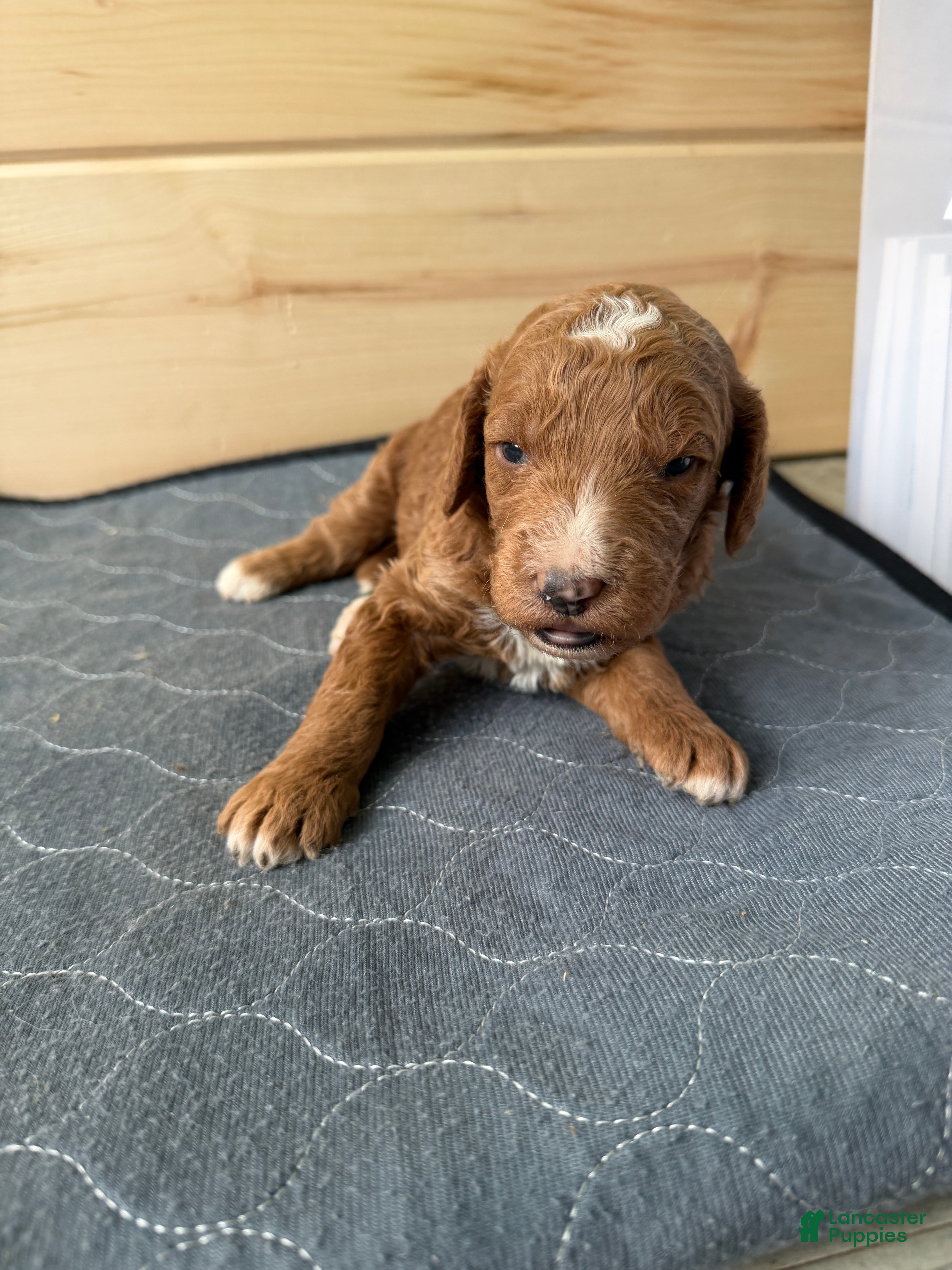 Bernedoodle dogs Cooper - Ad 4