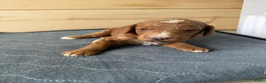 Cooper