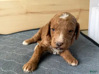 Bernedoodle dogs Cooper - Ad 4