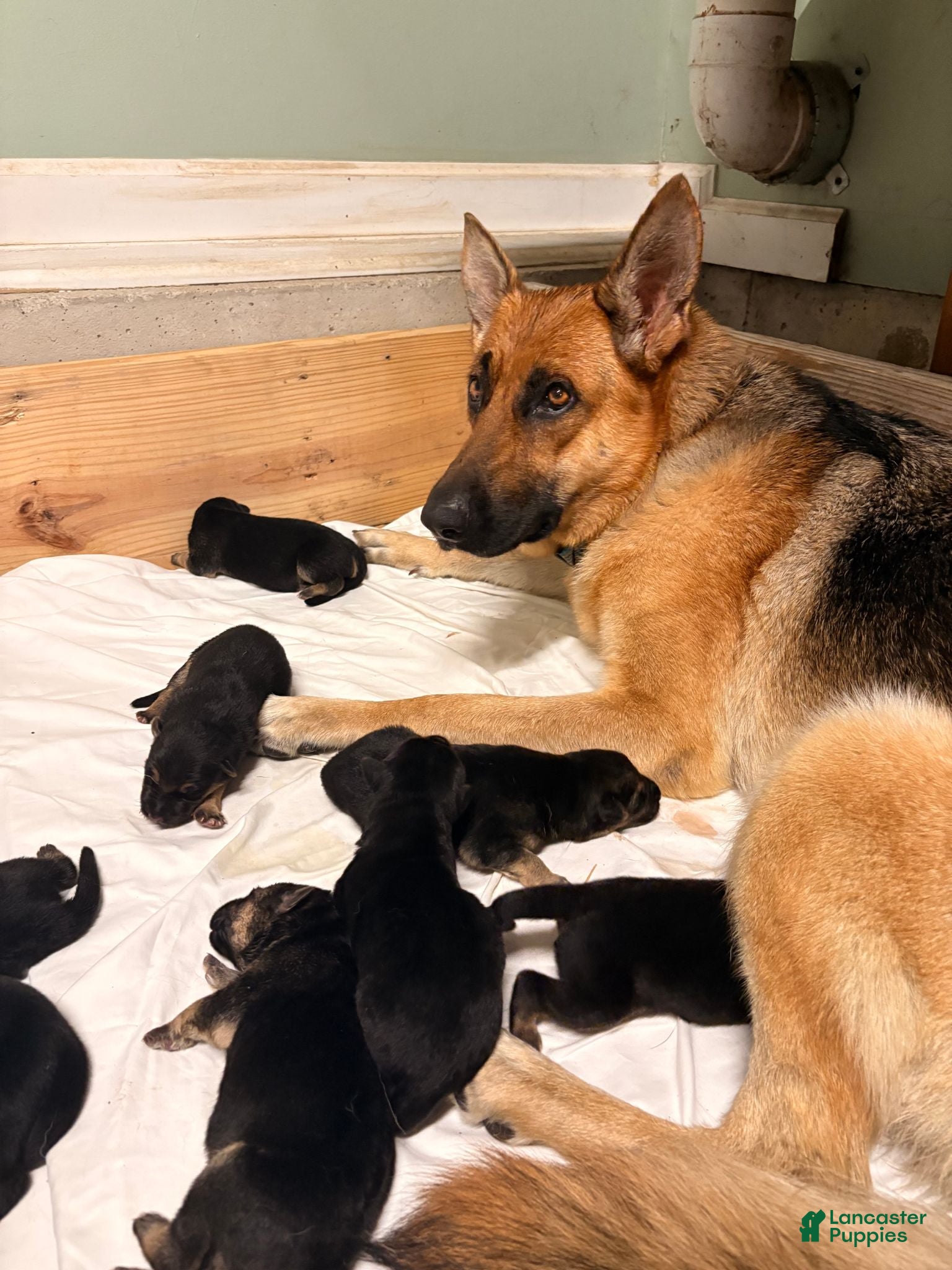 German Shepherd dogs German Shepherd 1 - Ad 2