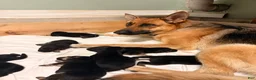 German Shepherd dogs for sale: German Shepherd 5 - Ad 2