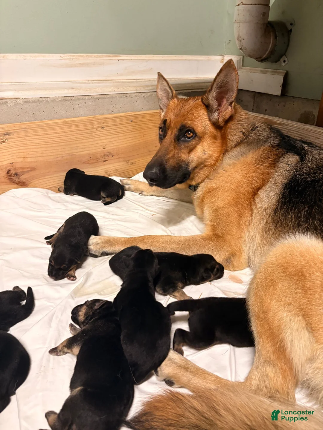 German Shepherd dogs for sale: German Shepherd 5 - Ad 2