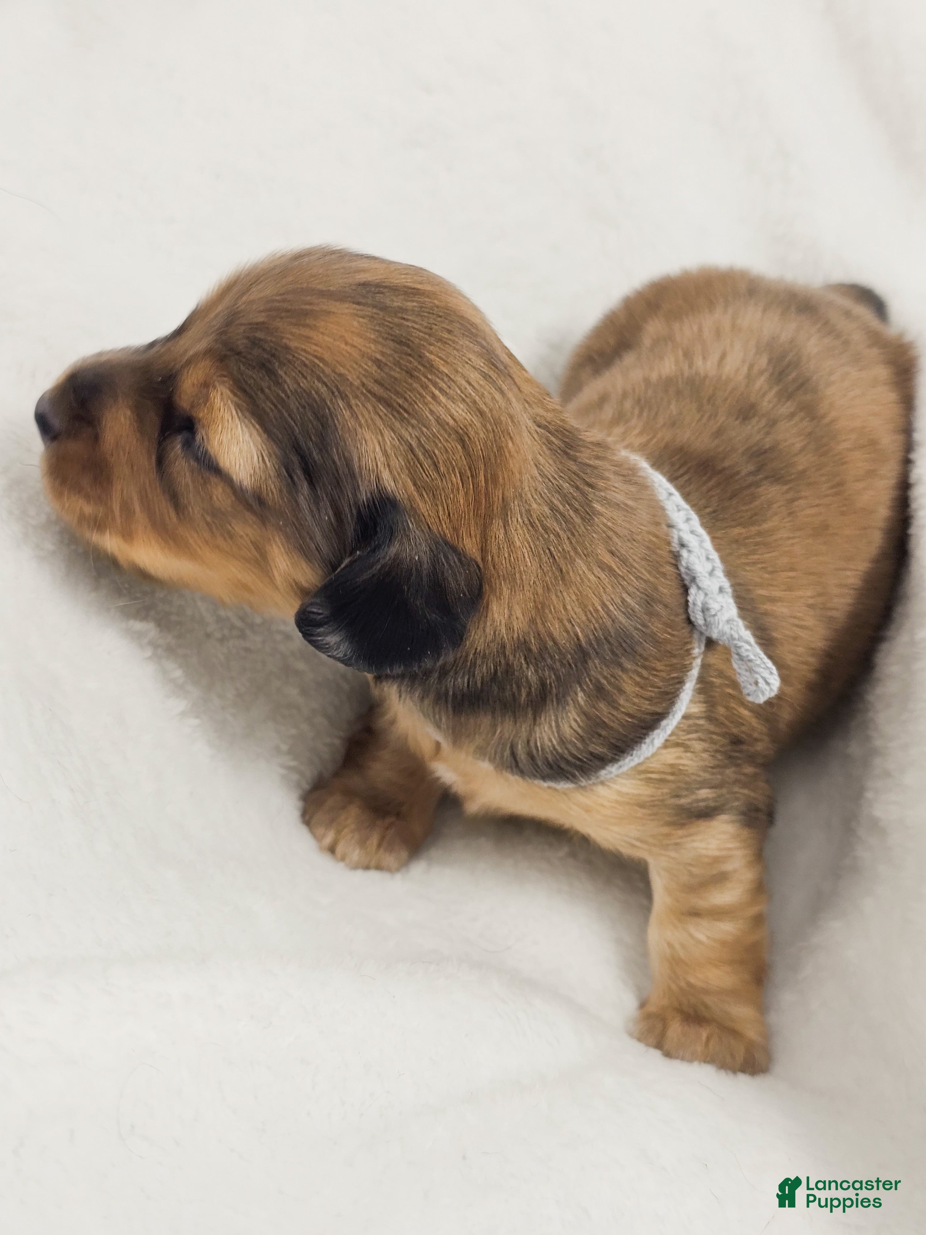 Miniature Dachshund dogs Shell - Ad 8
