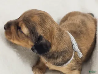 Miniature Dachshund dogs Shell - Ad 8