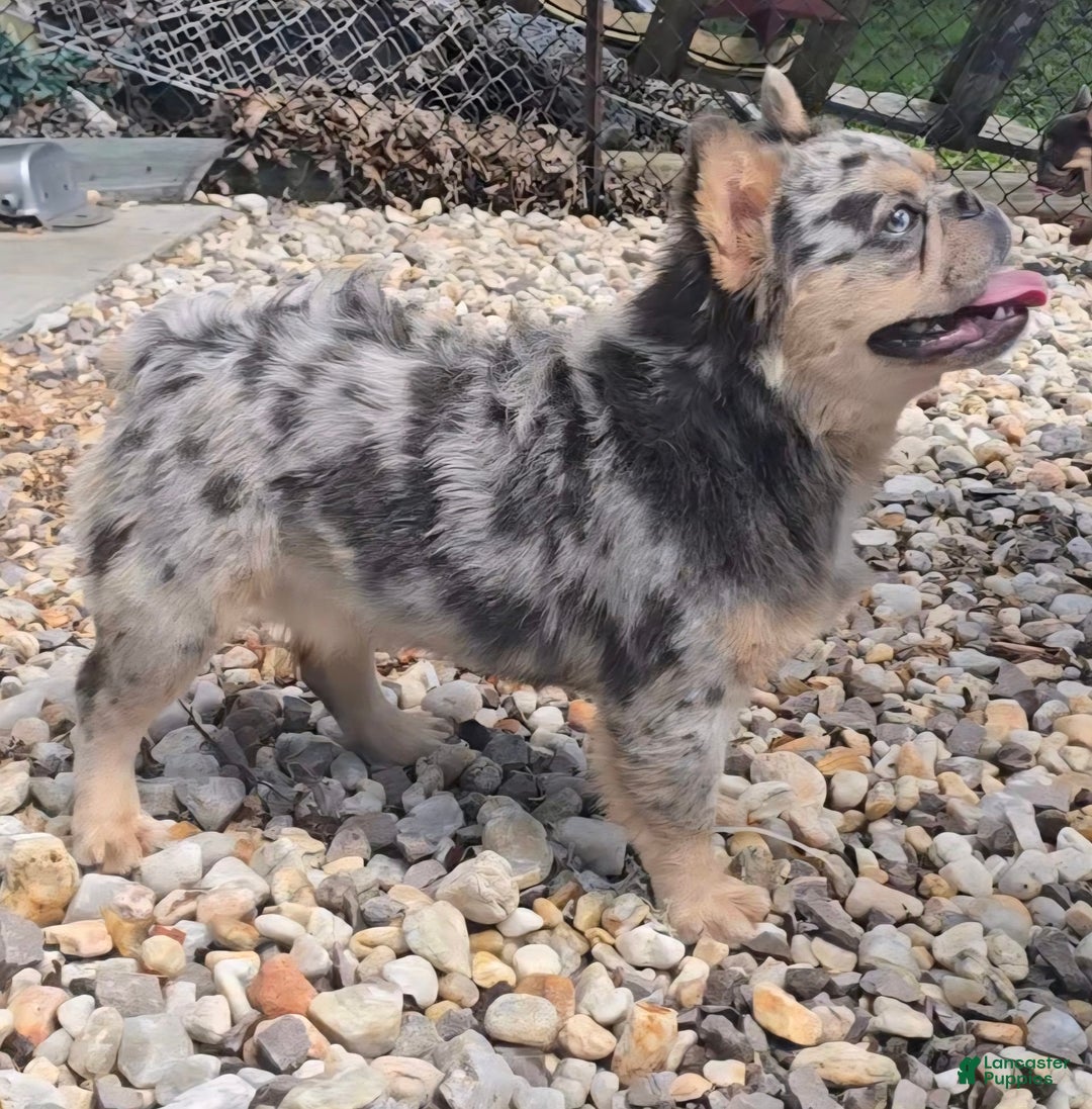 French Bulldog dogs for stud: French Bulldog 1 puppies - Ad 3