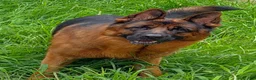 German Shepherd dogs for sale: Diesel 🐾 - Ad 15