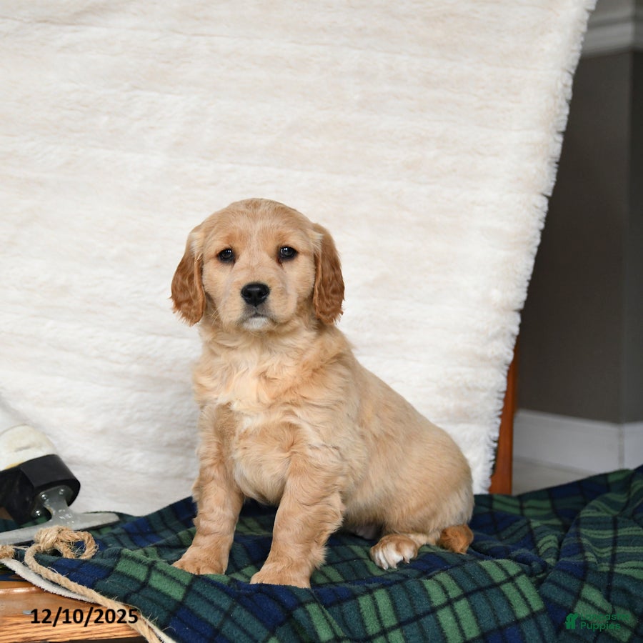 Miniature Golden Retriever dogs Joy - Ad 19