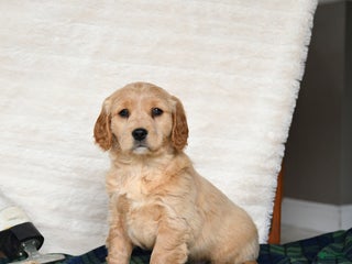 Miniature Golden Retriever dogs Joy - Ad 17