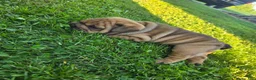 English Bulldog dogs for sale: Winnie - Ad 5