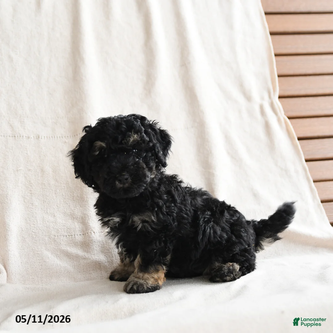 Miniature Poodle dogs for sale: Hans  - Ad 2