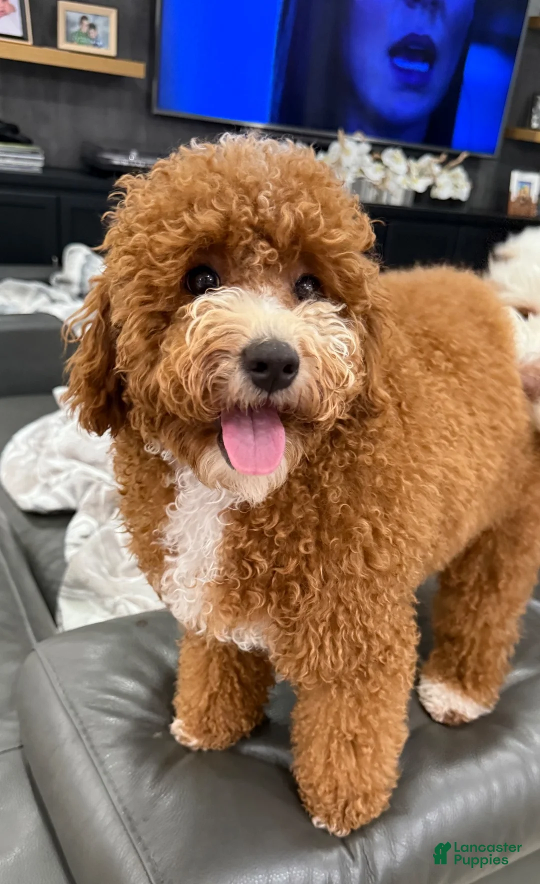 Miniature Poodle dogs for sale: Miniature Poodle 4 - Ad 7