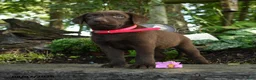 Labrador Retriever dogs for sale: Trixie - Ad 4