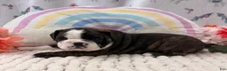 English Bulldog dogs for sale: Lady - Ad 3