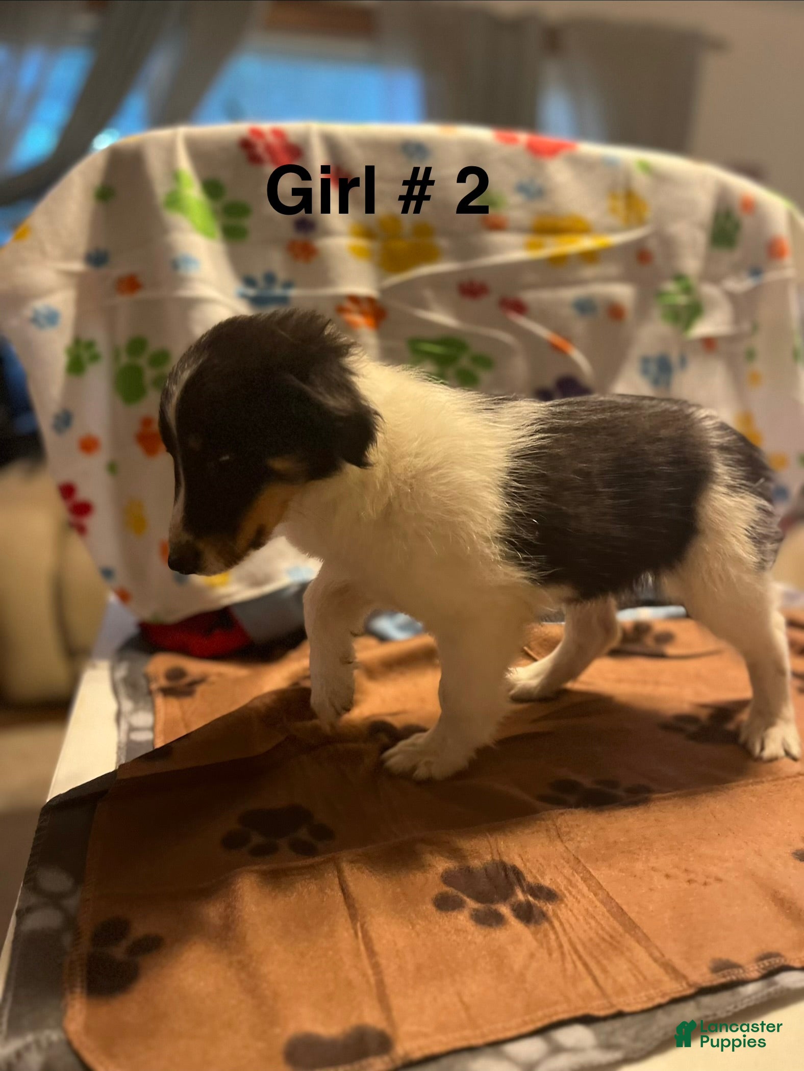 Shetland Sheepdog
