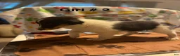 Shetland Sheepdog dogs for sale: Shetland Sheepdog 6 - Ad 1