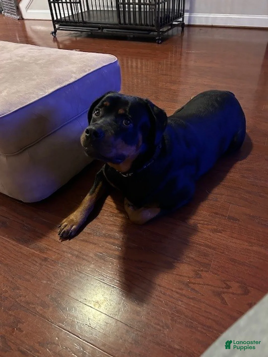 Rottweiler dogs for sale: Chyna - Ad 5