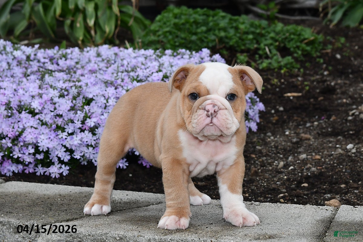 English Bulldog dogs Dovey - Ad 2