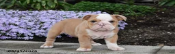 English Bulldog dogs for sale: Dovey - Ad 2