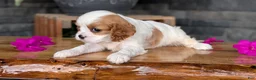 Cavalier King Charles Spaniel dogs for sale: Lady - Ad 7