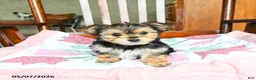 Morkie dogs for sale: Josephine - Ad 3