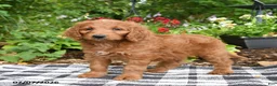 Goldendoodle dogs for sale: Richie - Ad 2