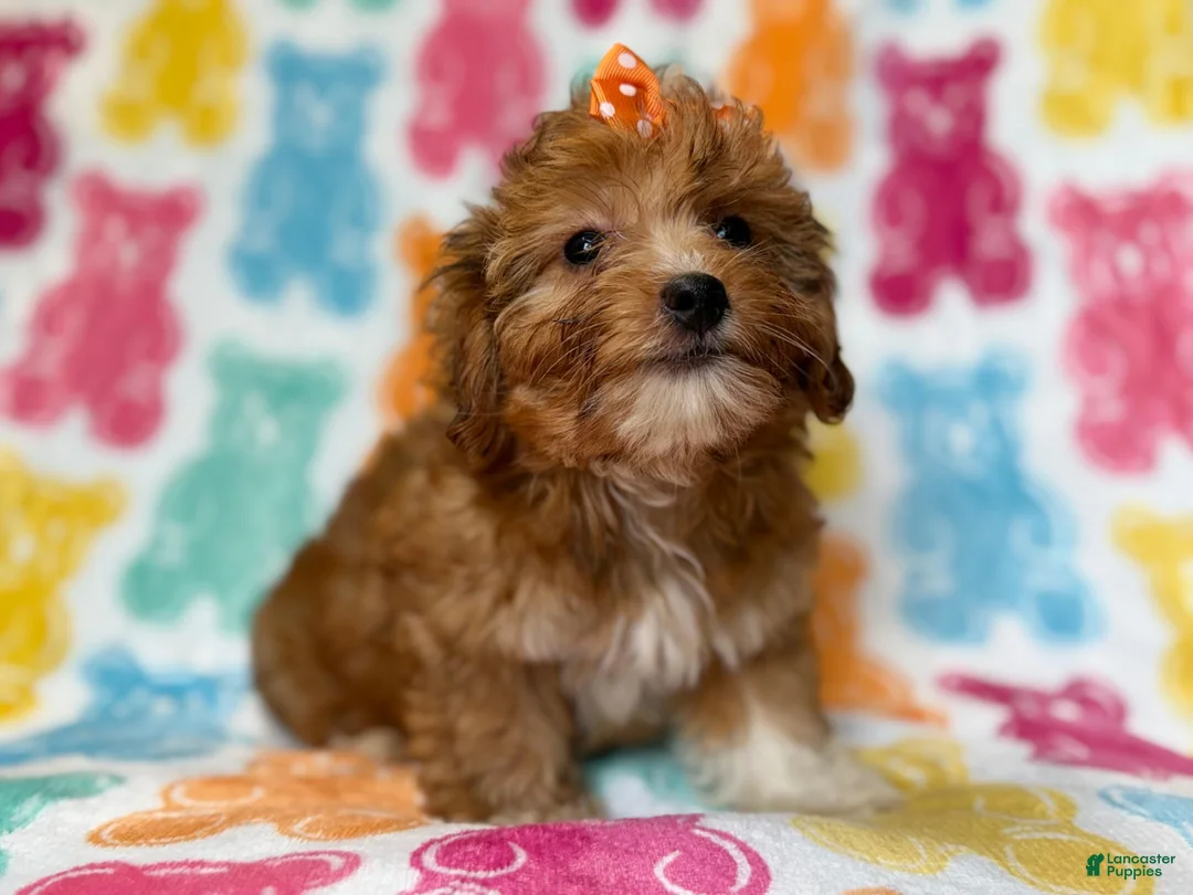 Yorkiepoo dogs for sale: Bree - Ad 2