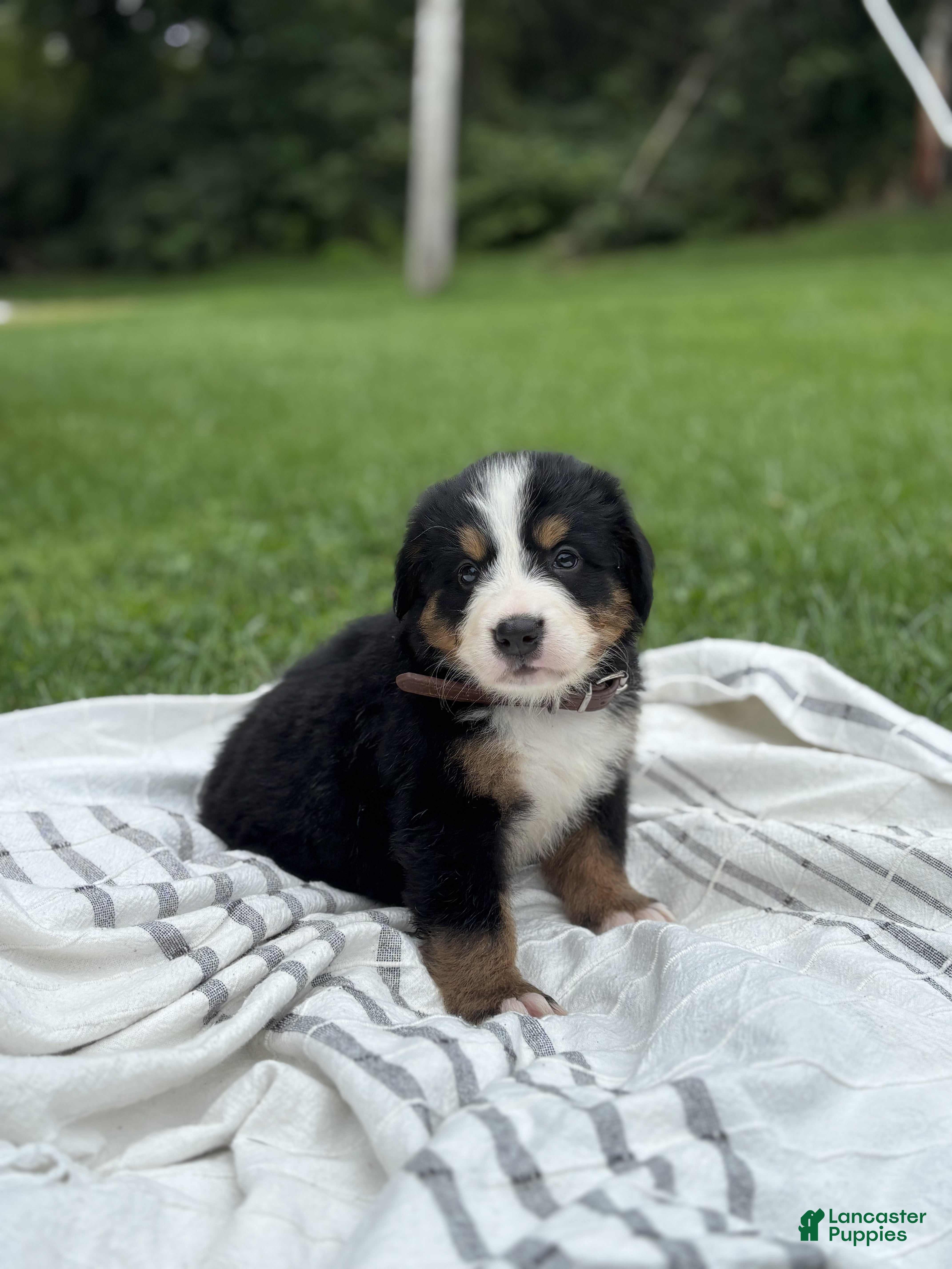 Bernese Mountain Dog dogs Penelope - Ad 1