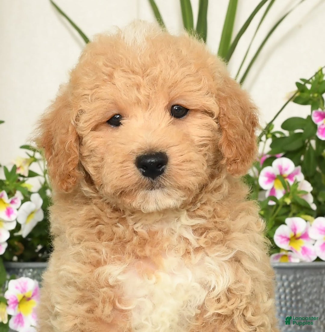 Bichpoo dogs for sale: Shawn - Ad 2