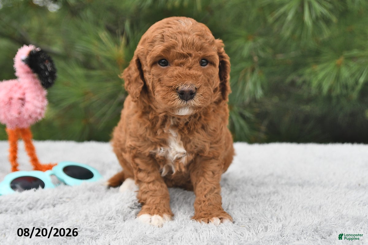 Mini Goldendoodle dogs Bailey - Ad 1