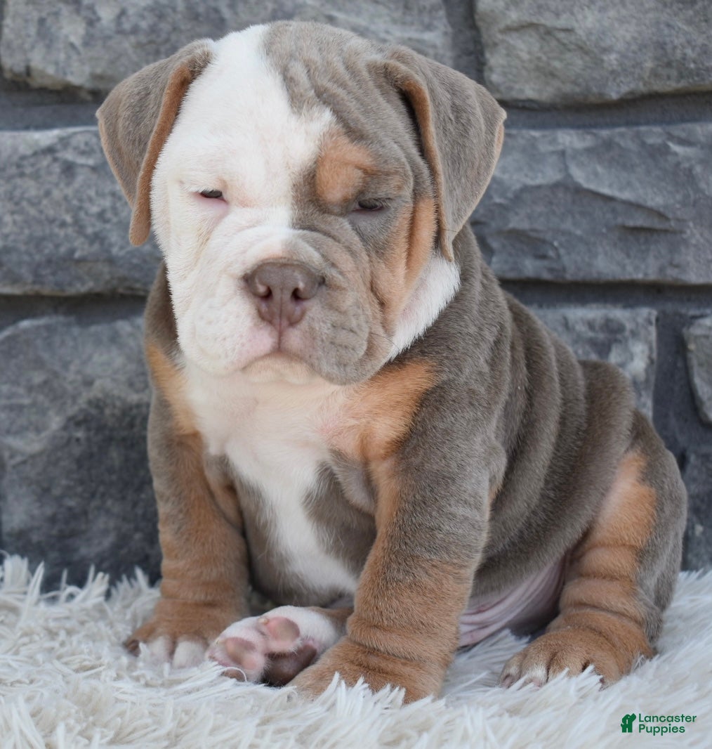 Beabull dogs Bentley  - Ad 2