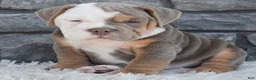 Beabull dogs for sale: Bentley  - Ad 2