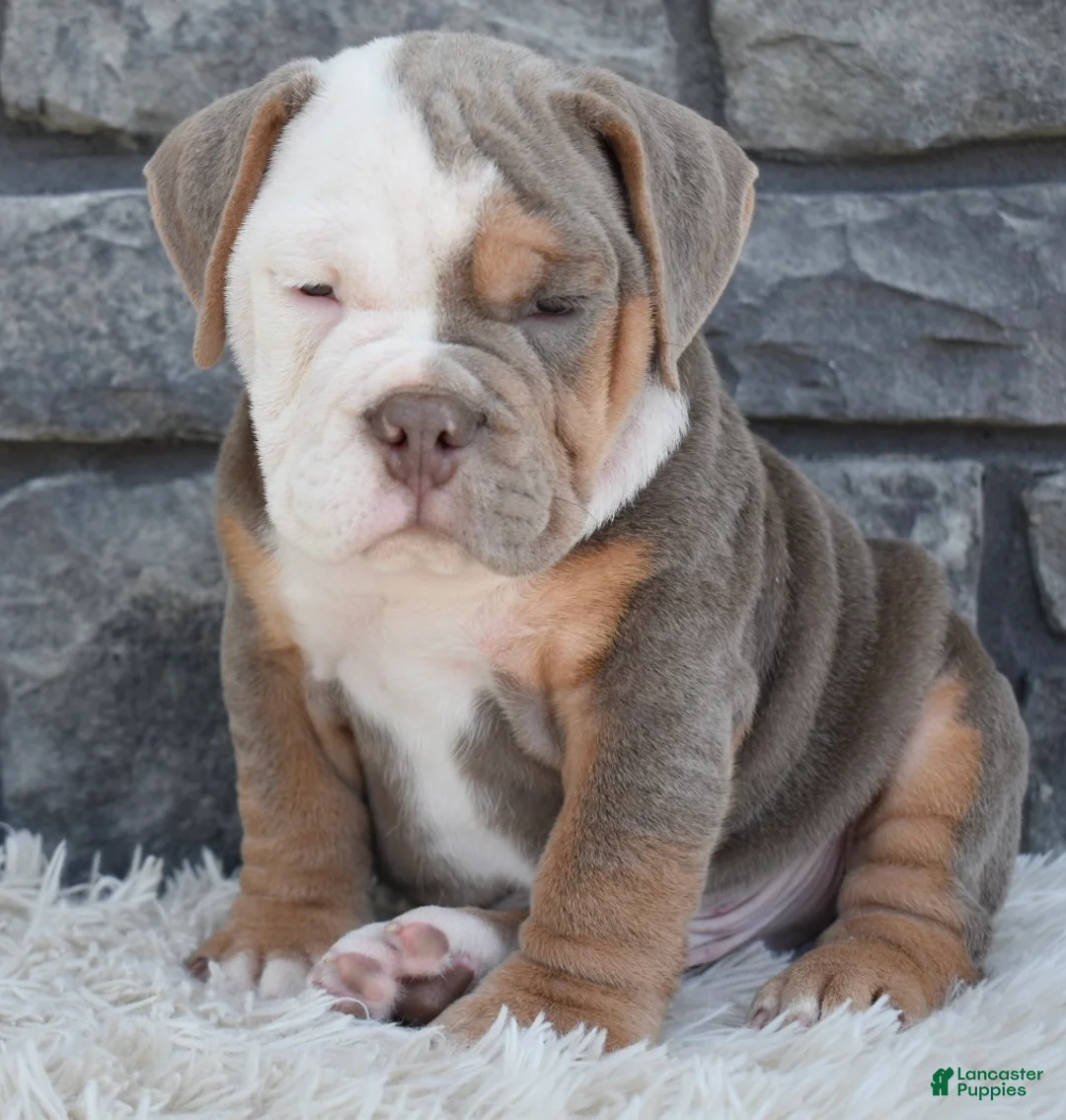 Beabull dogs for sale: Bentley  - Ad 2