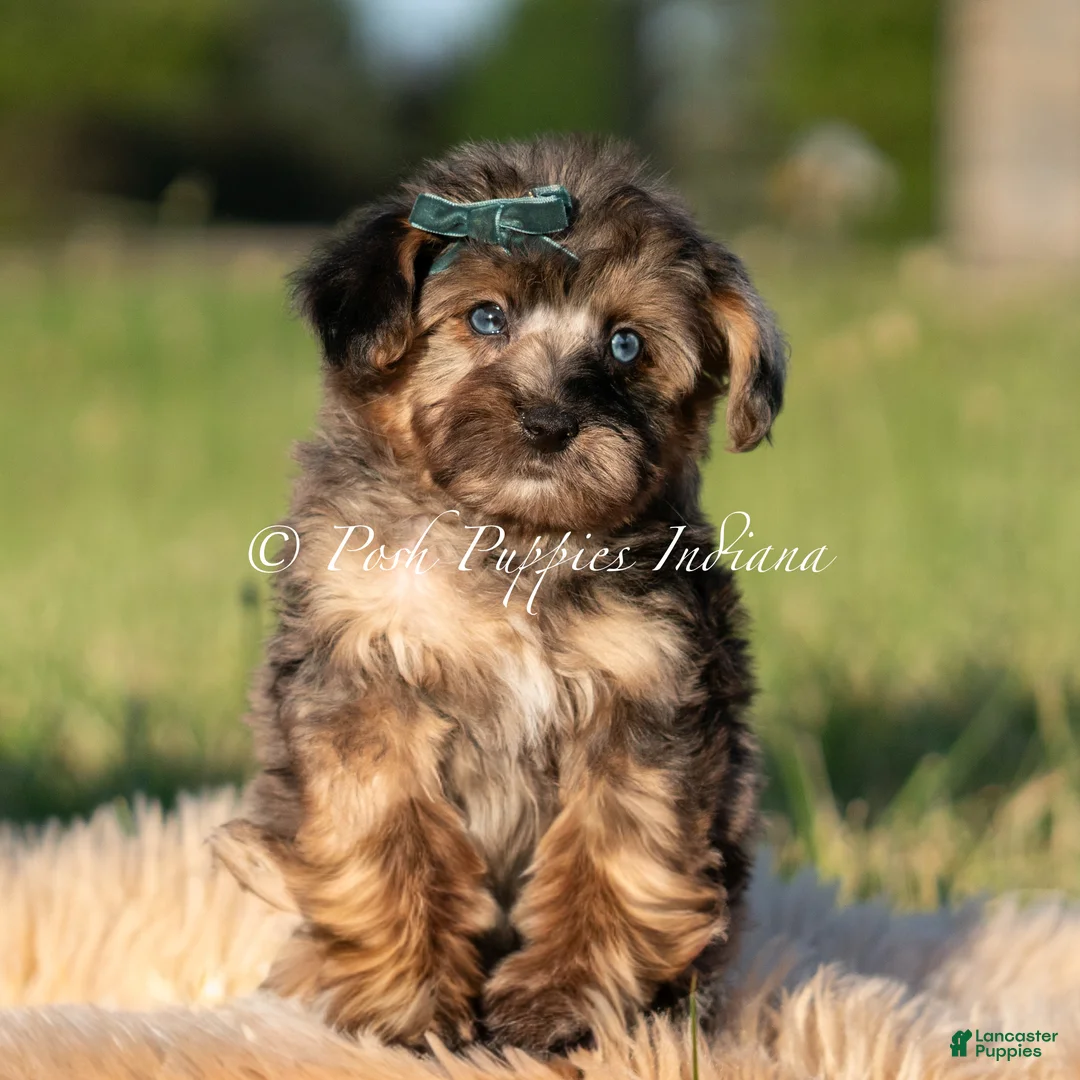 Maltipoo dogs for sale: Azul F1 - Ad 1