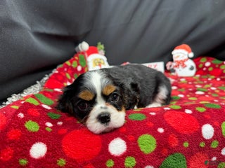 Cavalier King Charles Spaniel dogs Cavalier King Charles Spaniel Puppy 2 - Ad 18
