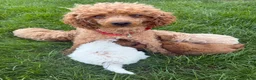 Bichpoo dogs for sale: Teddy - Ad 6