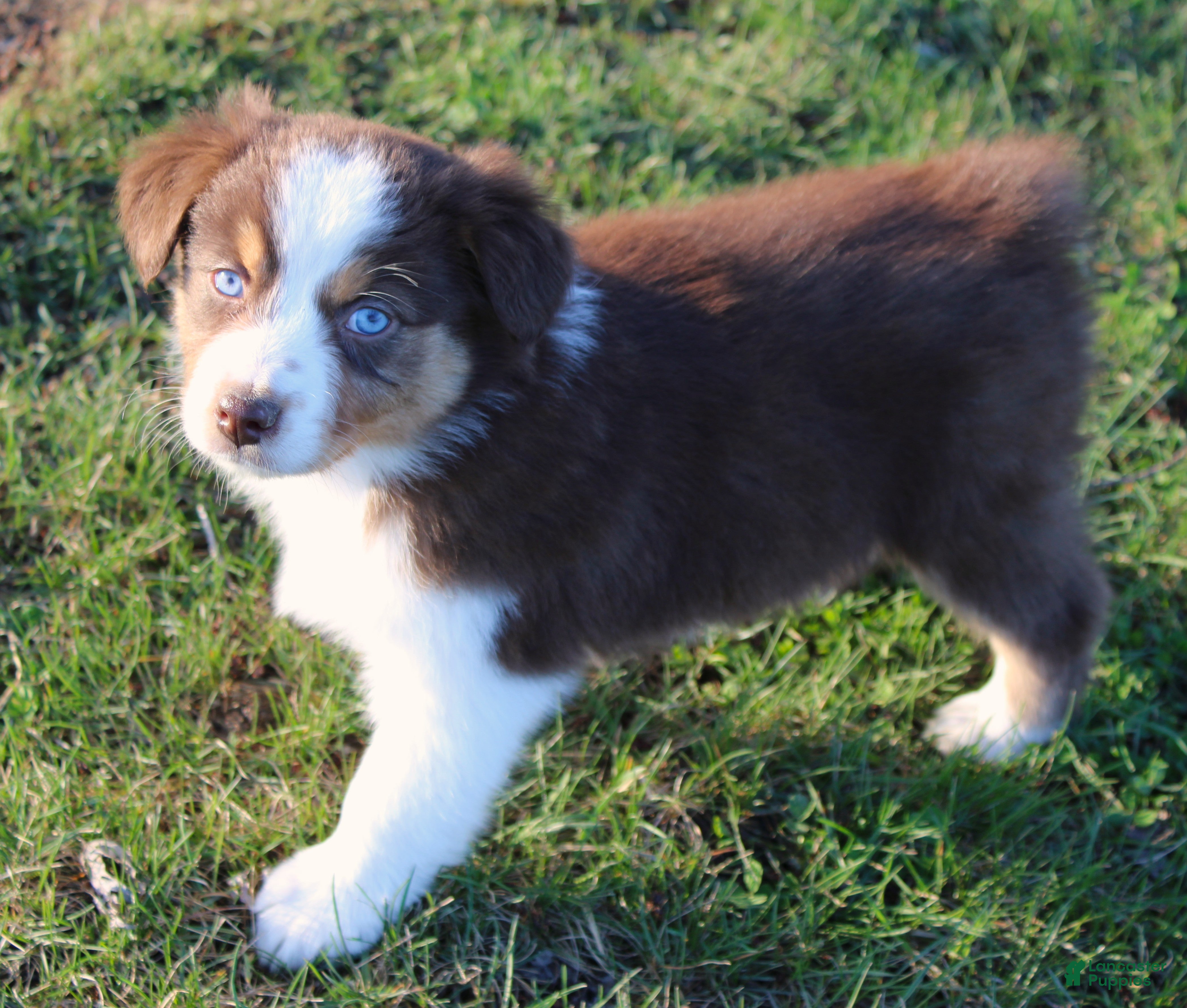 Australian Shepherd dogs Rose - Ad 2